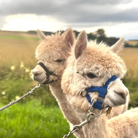 Peters Апартаменты Хюнфельд