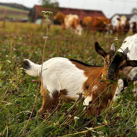 Peters Апартаменты