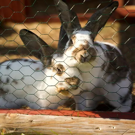 Апартаменты Peters *