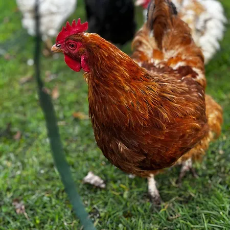 Peters Апартаменты *