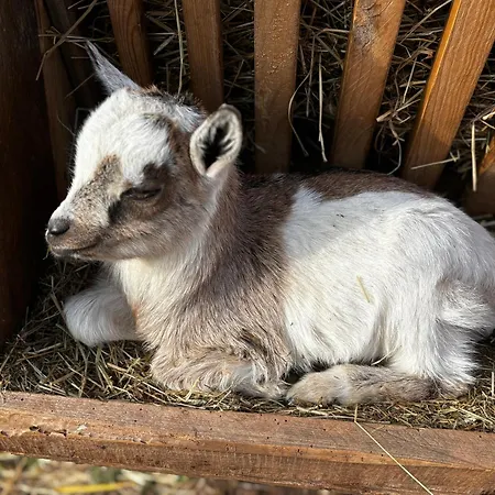 Peters Апартаменты Хюнфельд