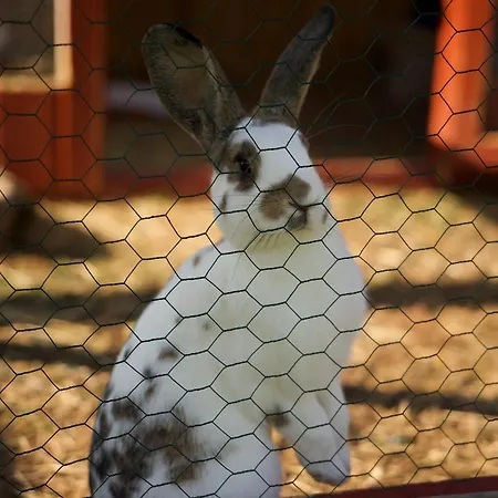 Apartment Peters Hünfeld