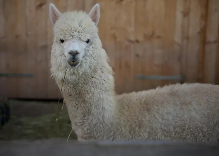 アパート Peters *