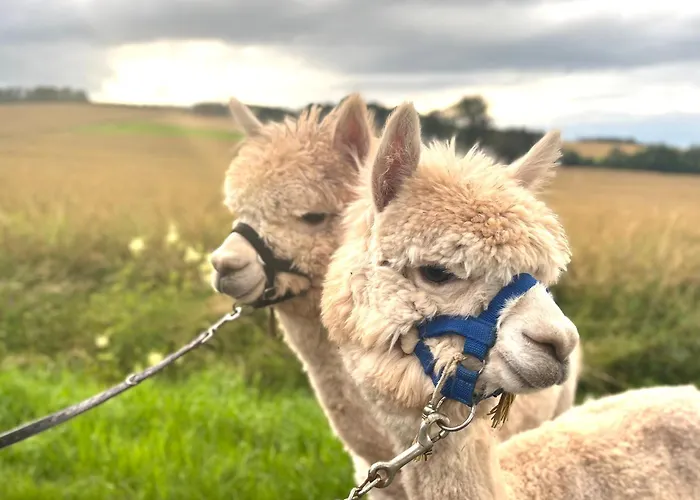 Peters アパート Hünfeld