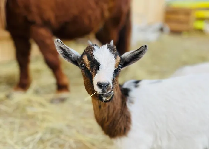 Peters アパート *