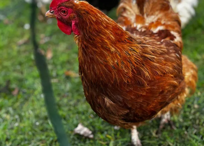 Peters アパート *