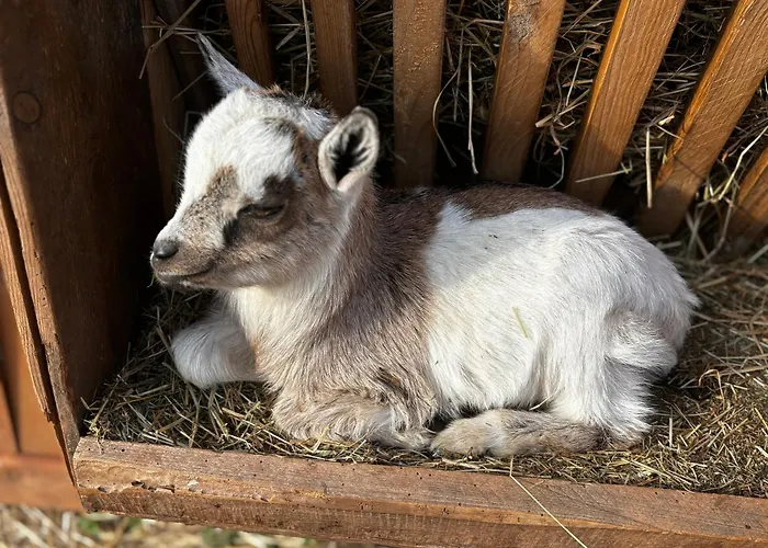 Peters アパート Hünfeld